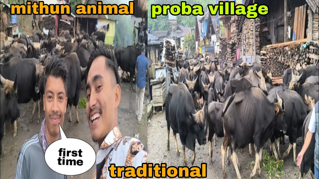 Traditional mithun animal farming || porba village  Nagaland #anewboy #vlog #mithun #animal #viral