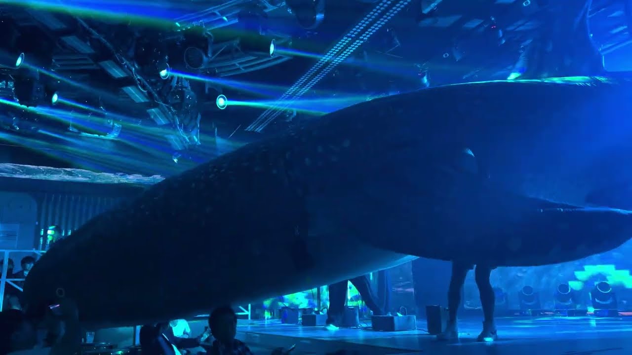 Churasun6 Okinawa「ジンベイザメ」2024-05&minus;17 プレオープン