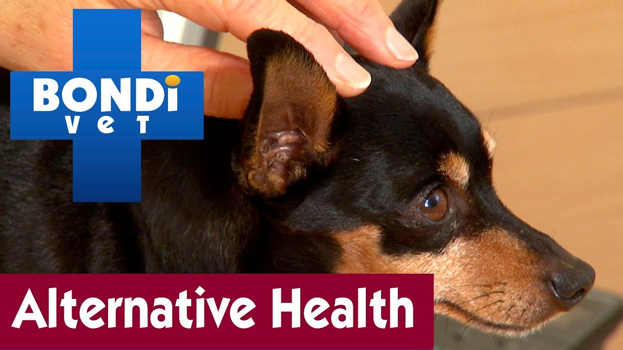 🏥 Alternative Health Treatment For Pets