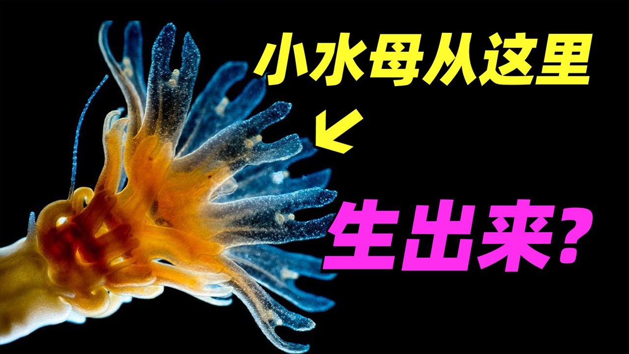 【水母】你知道小水母是怎么出生的吗? 无脑游荡5亿年它凭什么?Do you know how jellyfish are born?