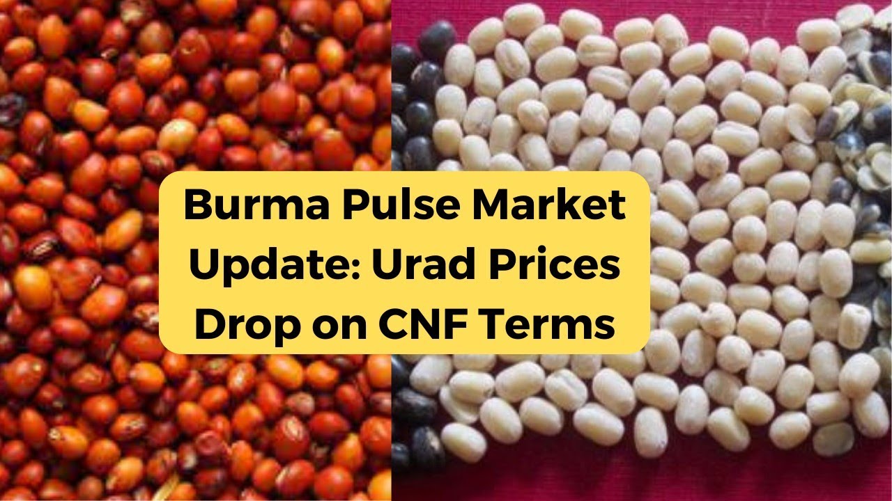 Burma Pulse Market Update: Urad Prices Drop on CNF Terms