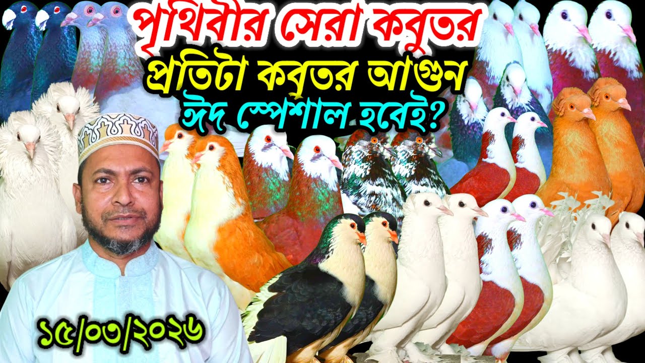 পৃথিবীর সেরা কবুতর প্রতিটা কবুতর আগুন ঈদ স্পেশাল হবেই? দারুন দারুন কালেকশন দেখুন ফেন্সি রেসার গোল্লা