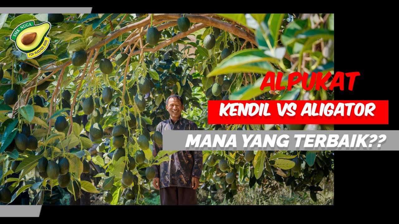 PERBEDAAN MENCOLOK ALPUKAT KENDIL VS ALIGATOR !! KAMU WAJIB TAU SEBELUM TANAM