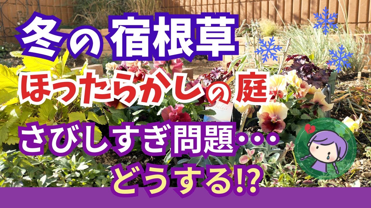 【ガーデニング】冬の宿根草の庭でも楽しむ！さびしすぎ問題ひと工夫！ほったらかしでも毎年咲く庭作り・12月の鉢植えの様子も紹介！gardening