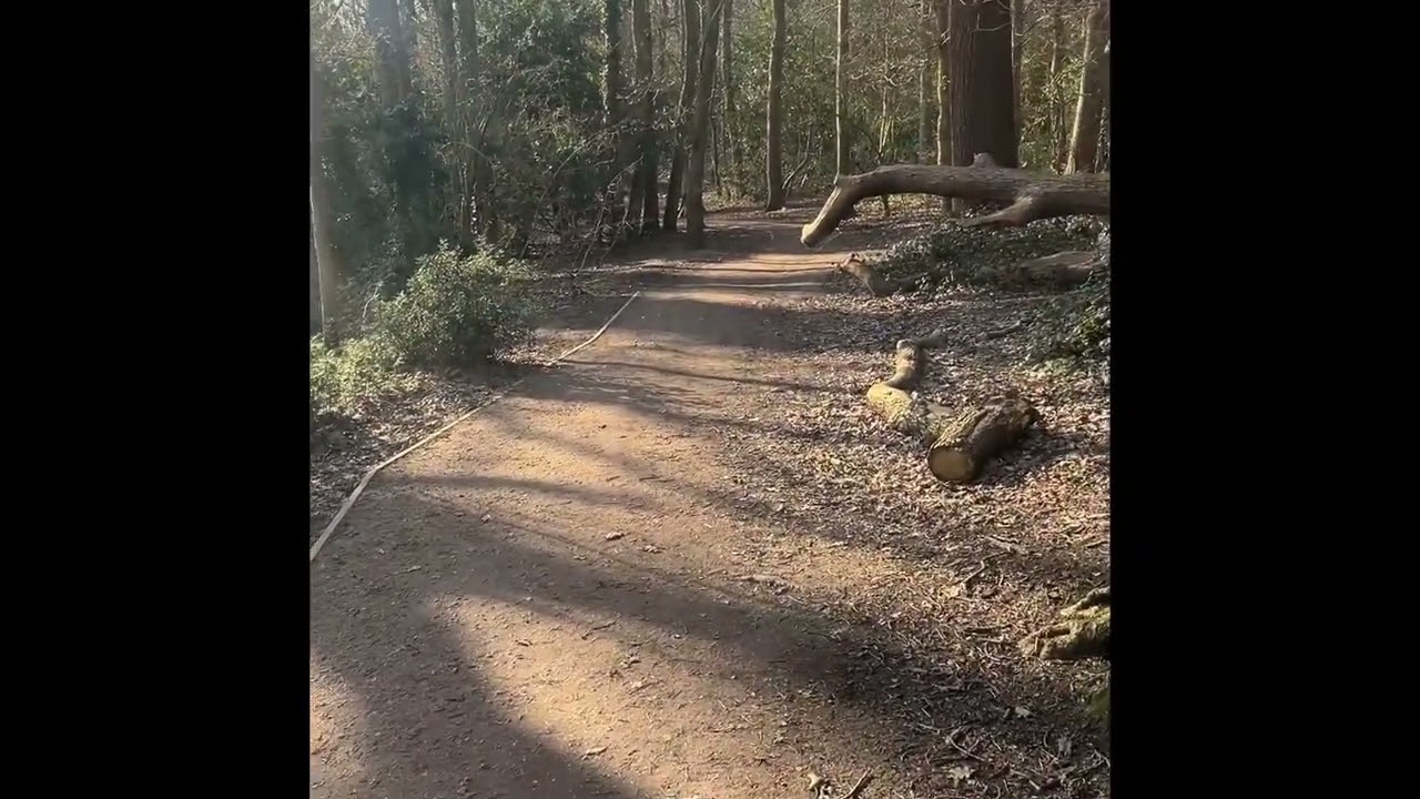 Spring puppy walks