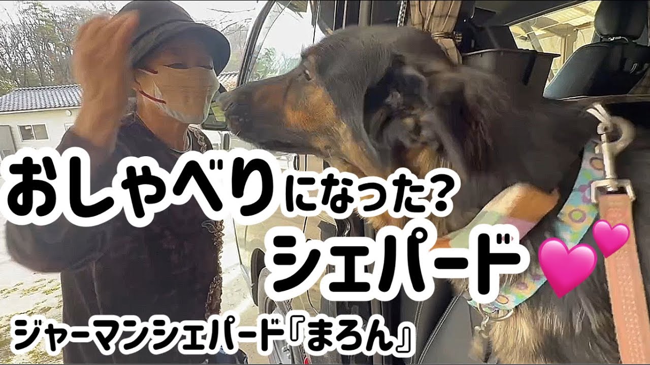 嬉しい時にワオワオ、ワオーン😂これからは吠えないでお話ししてくれる？シェパードまろん進化の気配w後半はまろモン、ハナモン劇🐶【ジャーマンシェパード】