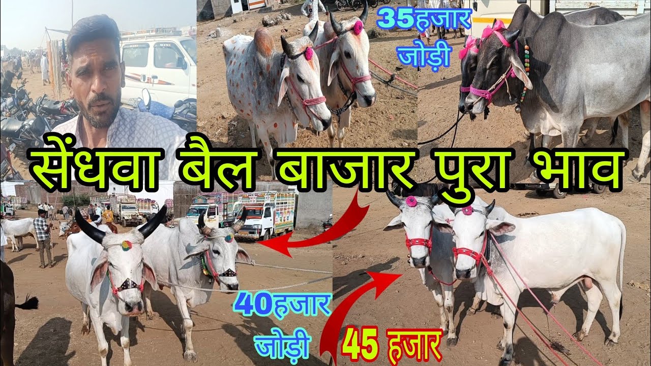 सेंधवा बैल बाजार पुरा भाव सेंधवा में बैल क्या भाव बिके वीडियो देखो 