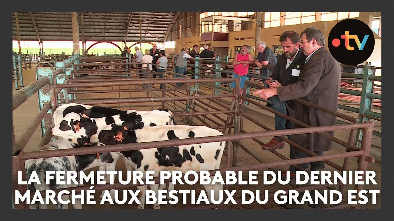 Le dernier marché aux bestiaux du Grand Est risque de fermer ses portes après 50 ans d'existence