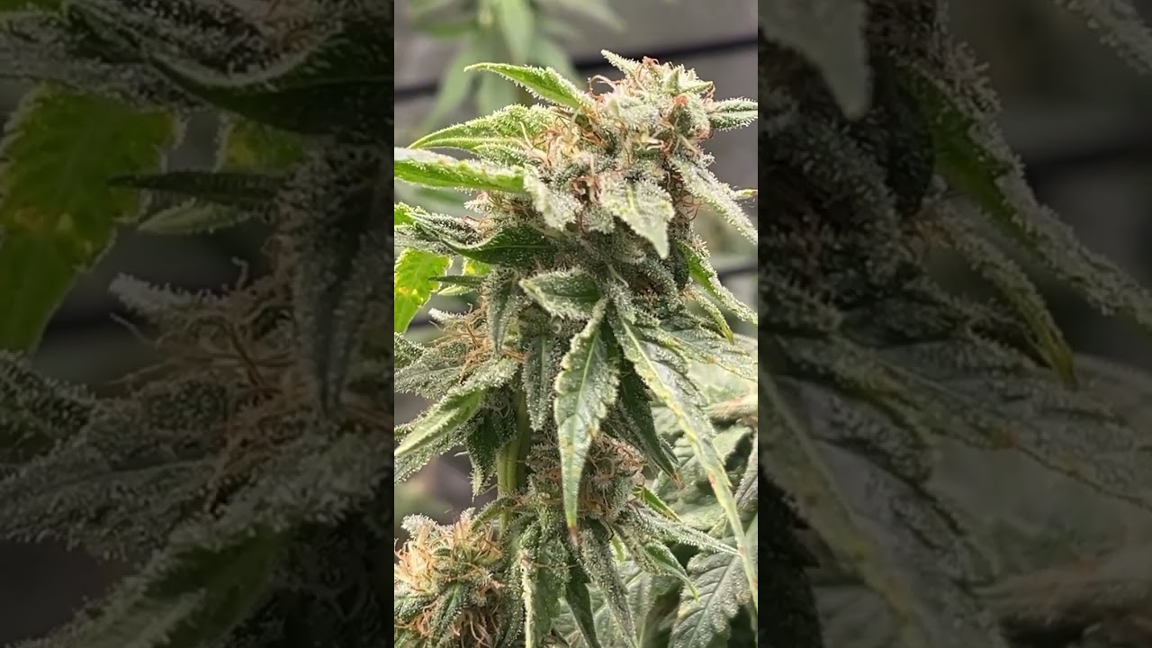Ricky&rsquo;s Hash Plant day 35 of flower
