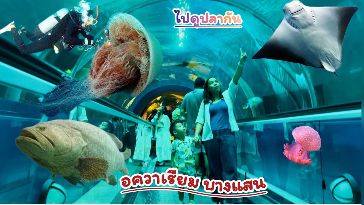 น้องกูเกิ้ลมาดูนักประดาน้ำให้อาหารปลา #อควาเรียมบางแสน #สถาบันวิทยาศาสตร์ทางทะเล มหาวิทยาลัยบูรพา
