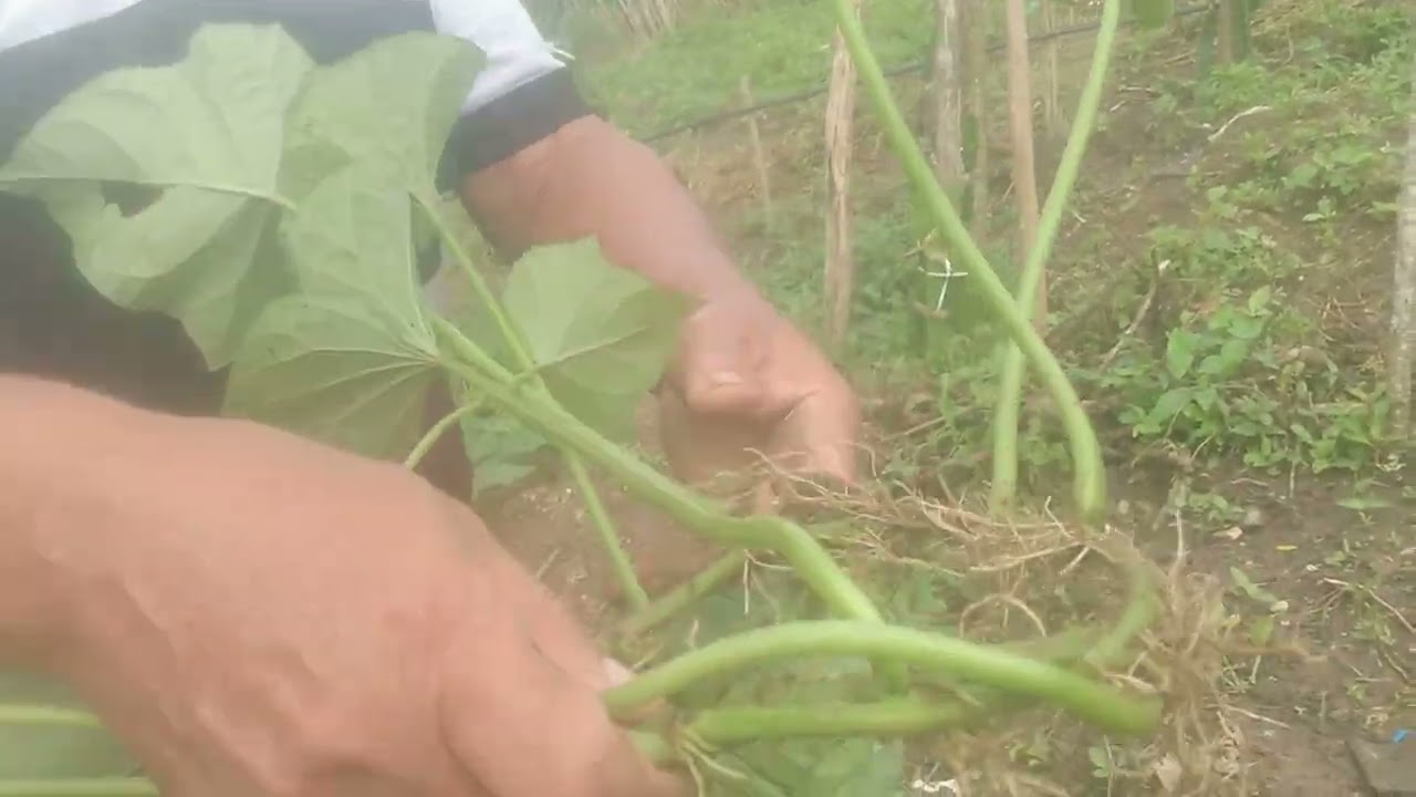 plantação de batata em rodia