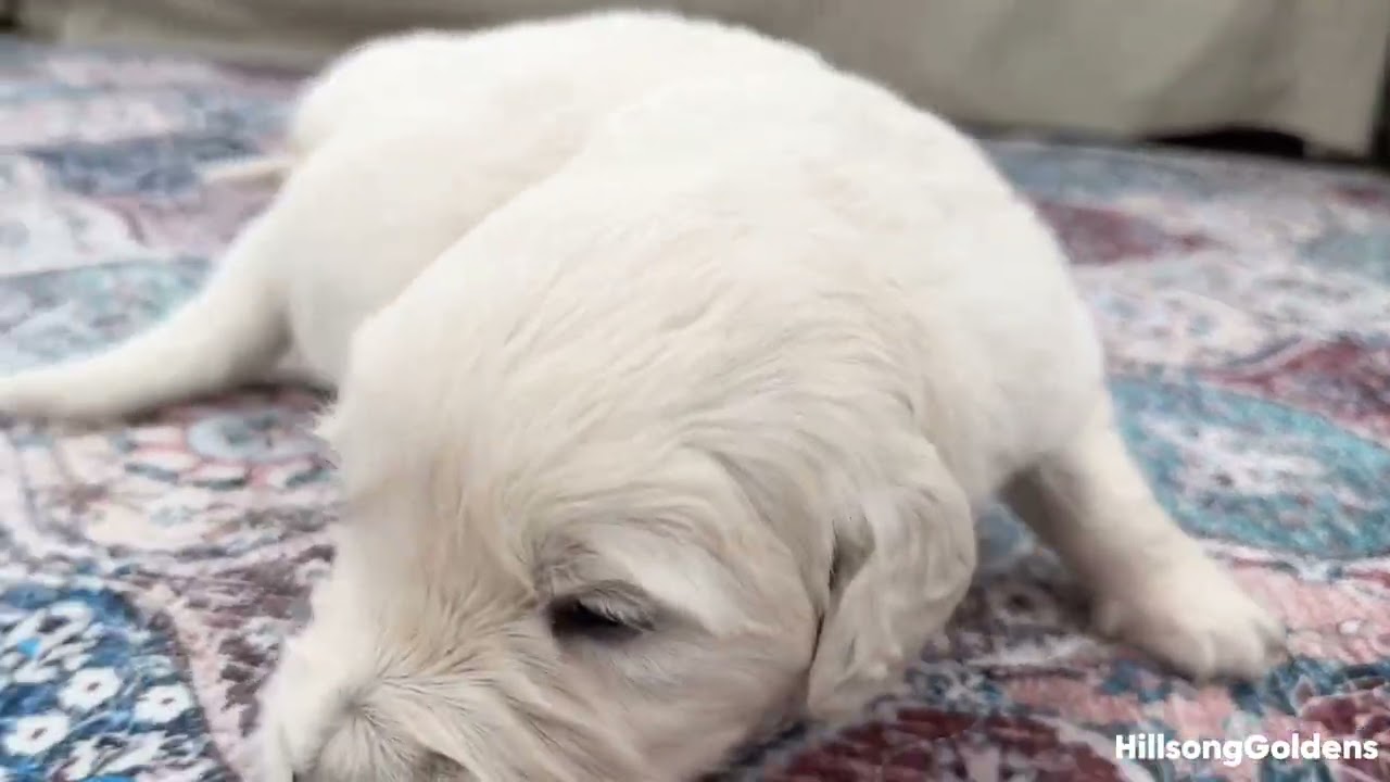 HillsongGoldensYT — Kim & Bond Puppies | 3 Weeks Old & First Walks! 🐾 | English Golden Retrievers
