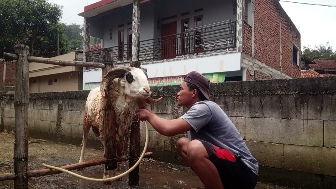 VIRAL.!! DOMBA GARUT SUPER BESAR BARU GIGI 2 YANG BERASAL DARI PINGGIR HUTAN 😱😱😱😱 