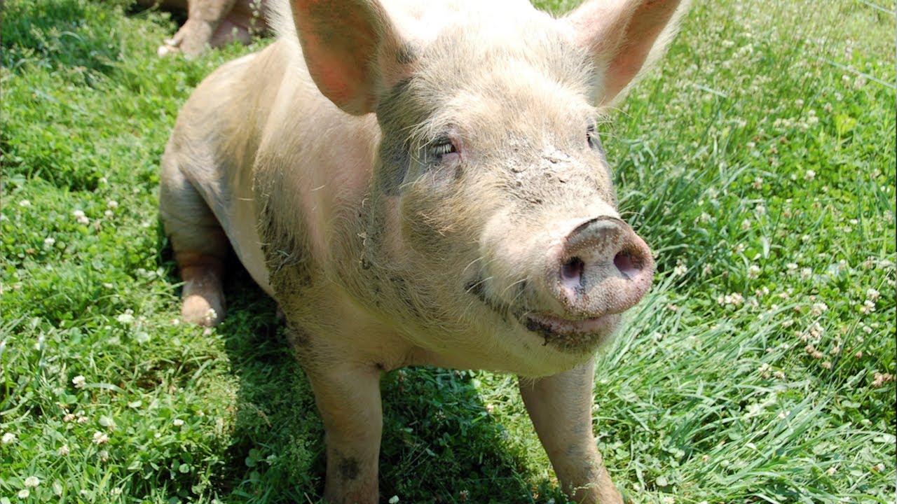 Podcast: The lives of farm animals and how you can help