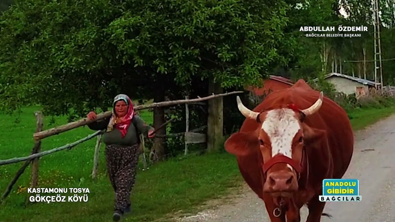 Kastamonu Tosya Gökçeöz Köyü|Anadolu Gibidir Bağcılar