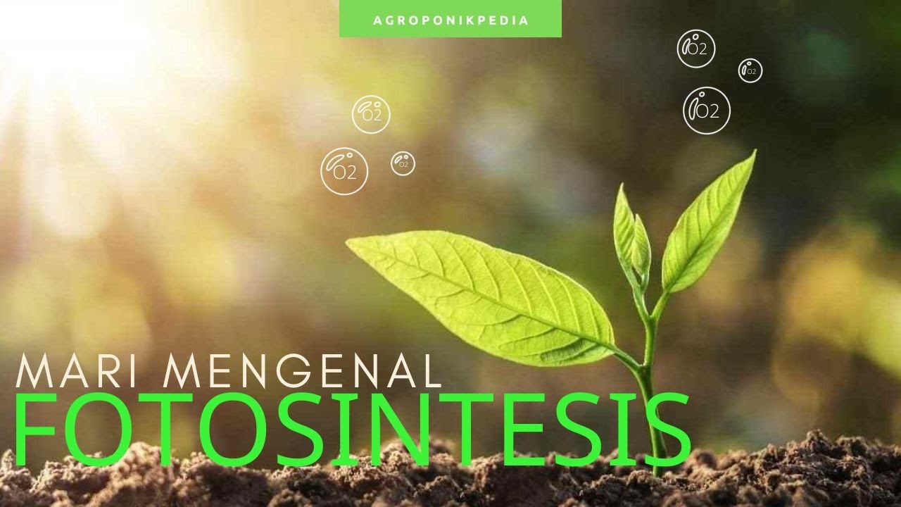 ПОНИМАНИЕ ФОТОСИНТЕЗА