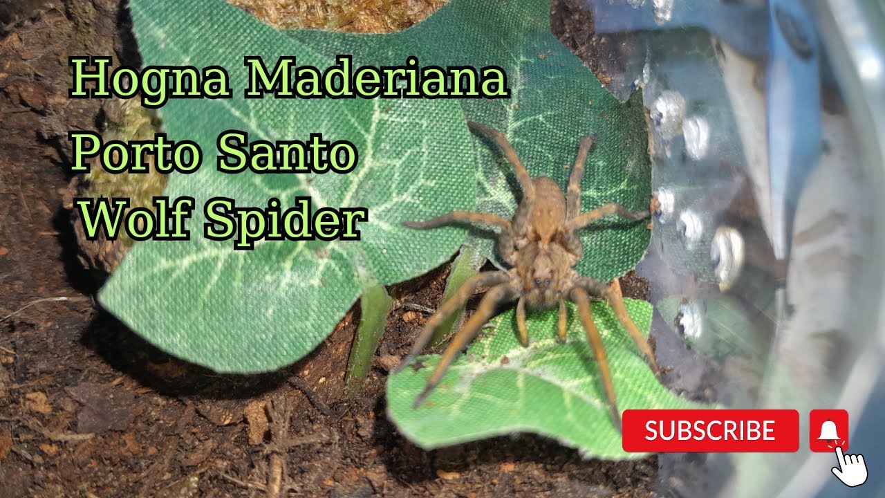 Hogna Maderiana (Porto Santo Wolf Spider) #truespider #nature  #spider