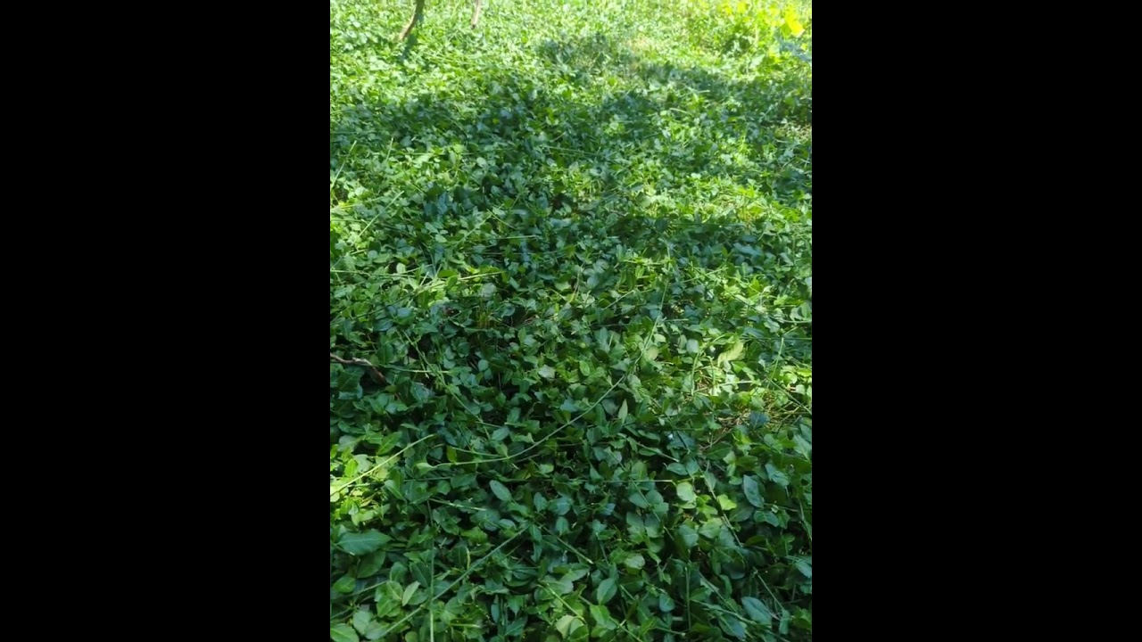 Invasive Euonymus (Winter Creeper)