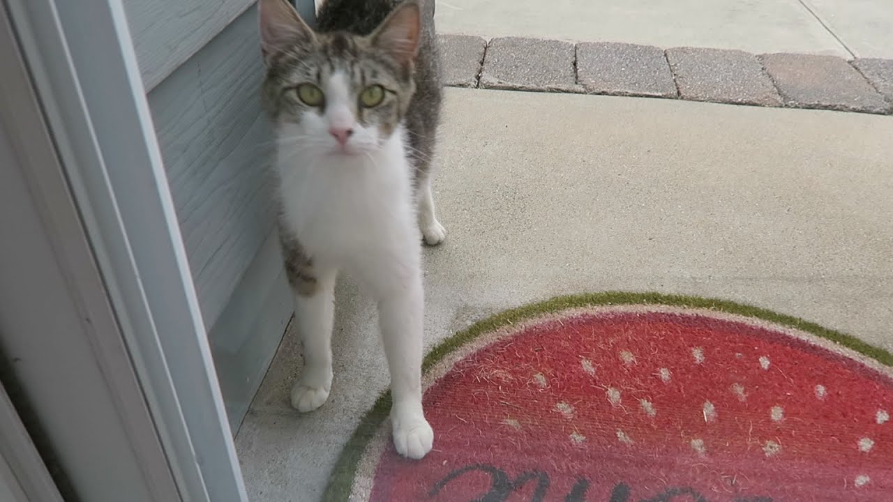 Friendly Feral Cat Wants Breakfast
