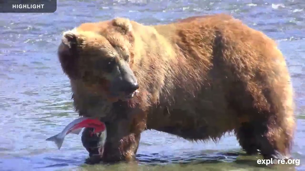 Brooks Falls Low - Katmai National Park | 2025 Highlights