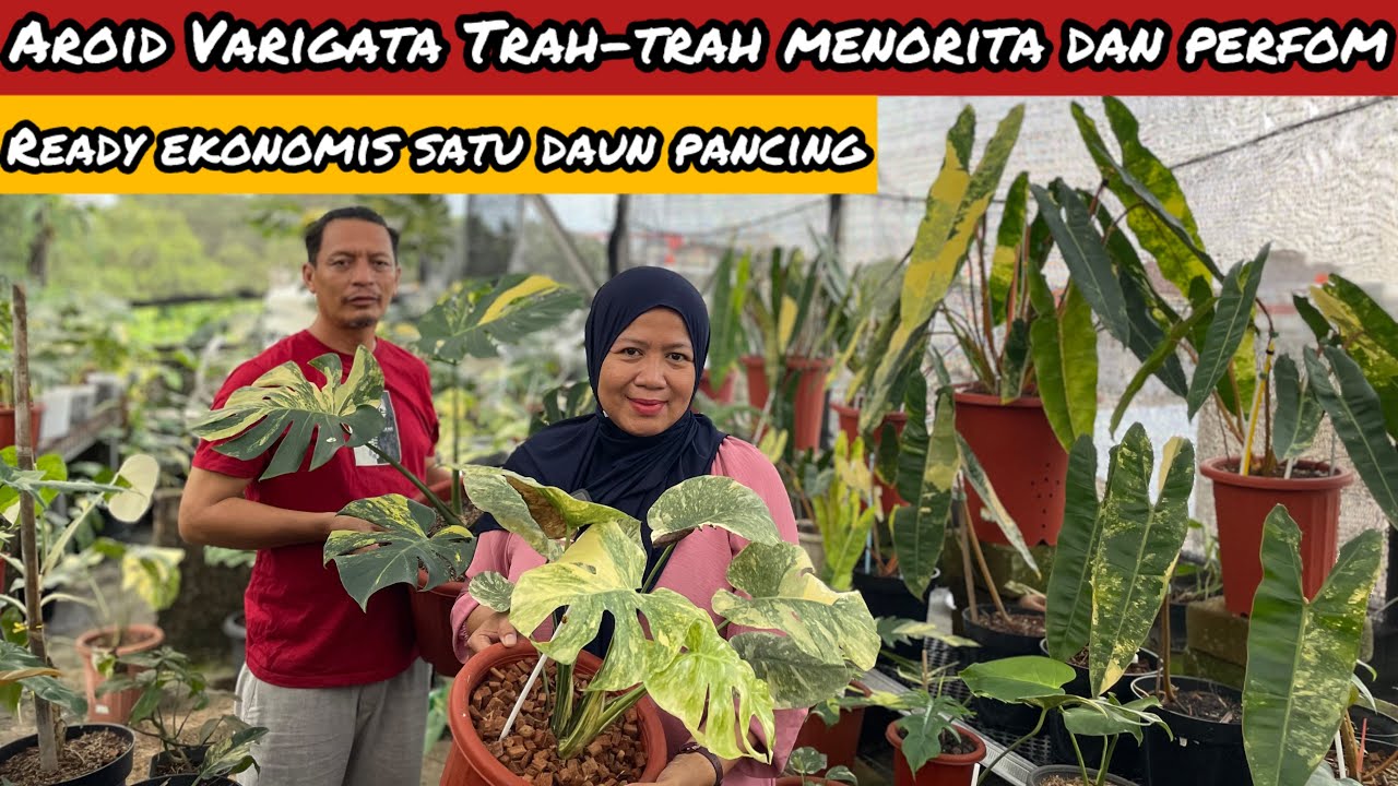 AROID VARIGATA TRAH TRAH MENORITA DAN PERFOM ⁉️ READY EKONIMIS DELLICIOSA