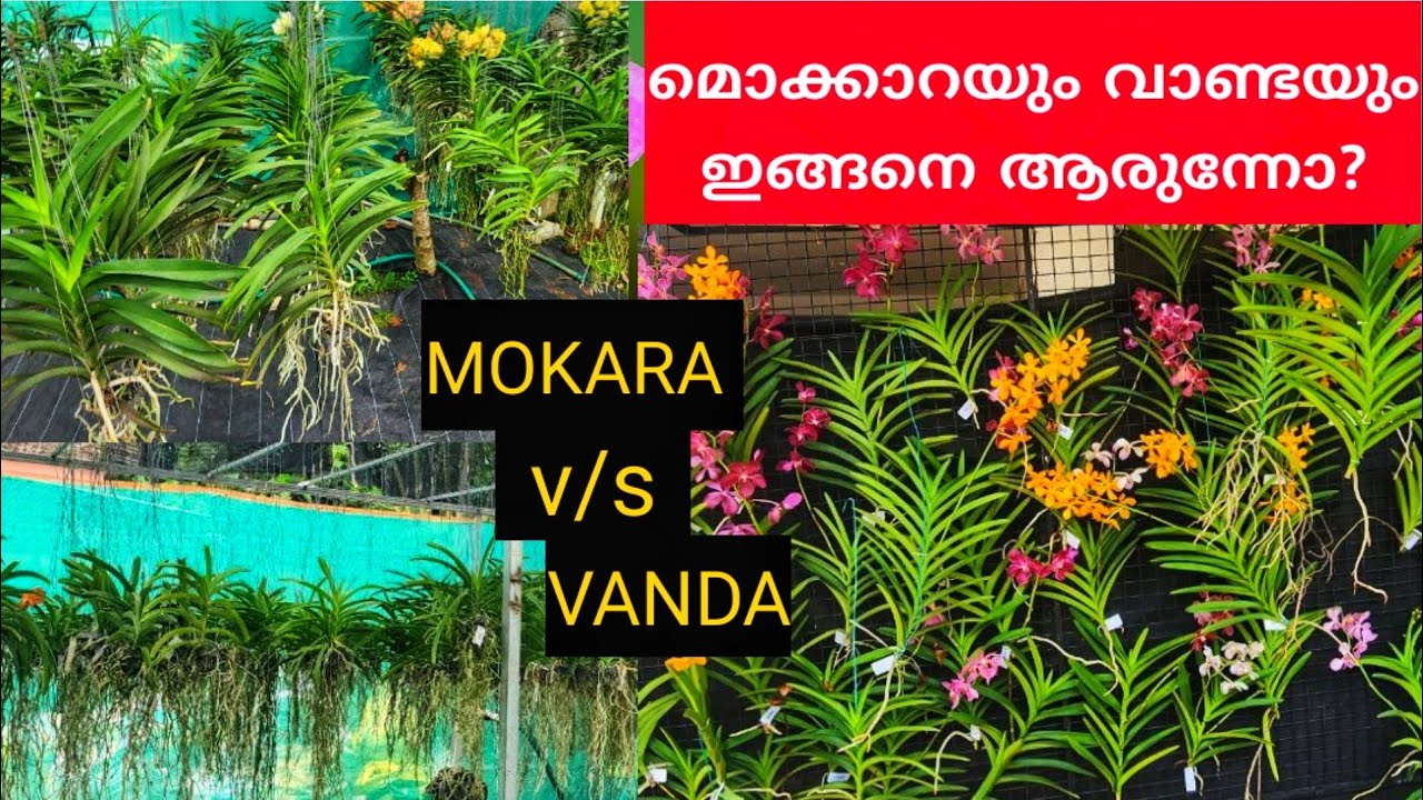 മൊക്കാറയും വാന്റയും വളർത്തുമ്പോൾ|DIFFERENCE BETWEEN VANDA AND MOKARA|| MONOPODIAL ORCHID CARE |suluz
