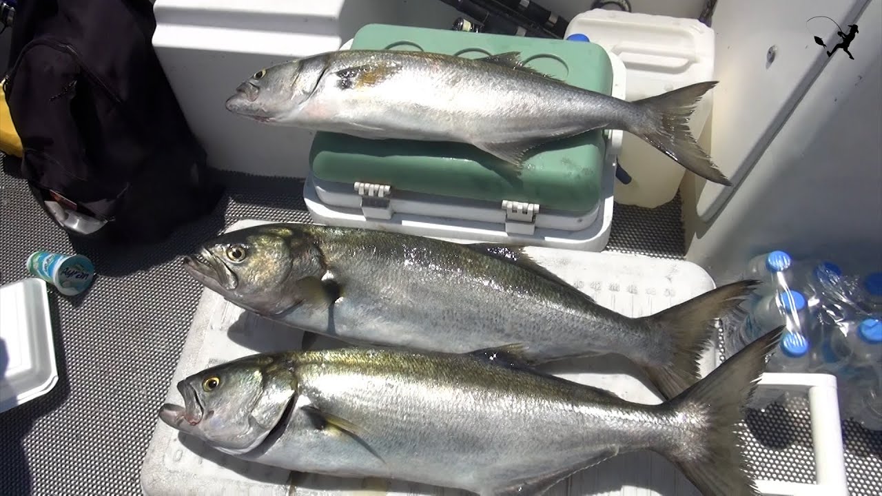 Bu Balıklar Çok Çılgın Uçan Dev Kofanaları İzmir Körfezde Bulduk. Bluefish