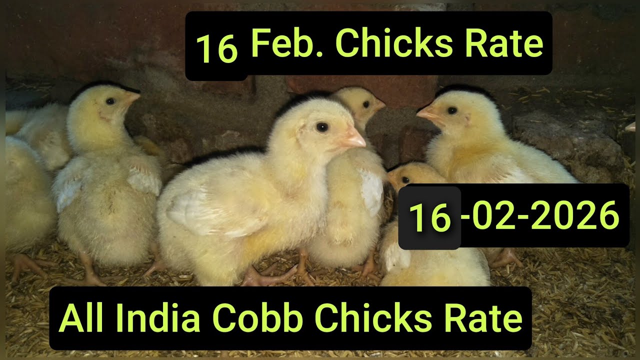 16 Feb. Chicks Rate Today 