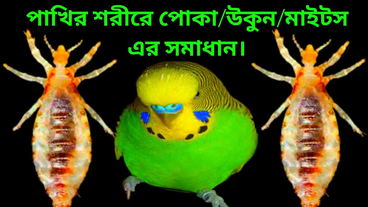 পাখির শরীরে পোকা/উকুন/মাইটস এর সমাধান ll Alen AxP, parrot, budgies, Savador Budgie, daraz, bickash l