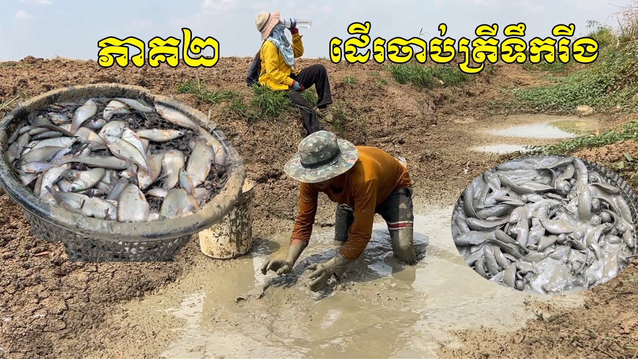 ភាគ២ ដើរចាប់ត្រីរីងទឹក ក្រឡុកខះទឹកពិតជាត្រីច្រើនមែន