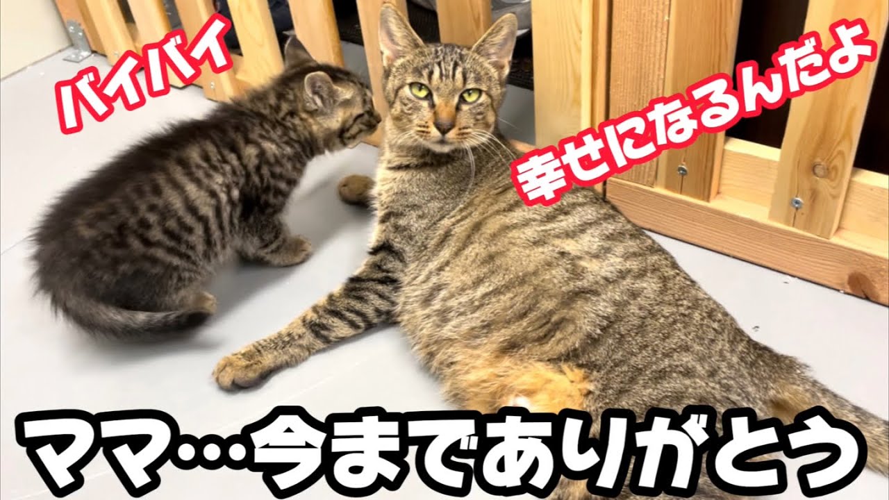 子猫譲渡の日、母猫から離れなくなる姿に切なくなりました。