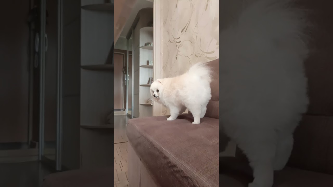 #pomeranian #коткомпот #pets #брошенныекоты #pom #веселыекоты #cute #шпиц #cat #прикольныекоты