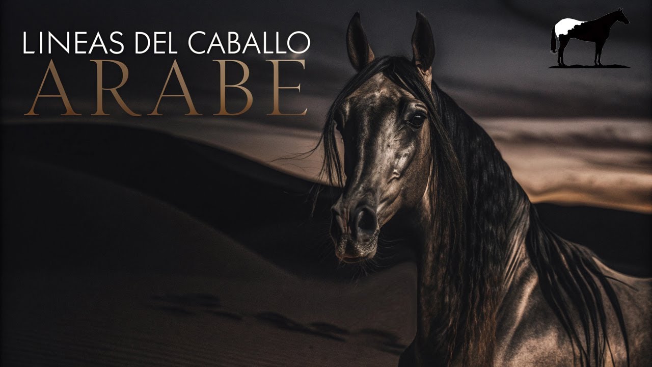 ¿Sabías que existen diferentes líneas de caballos árabes? 🐴-Del Cerro Soy