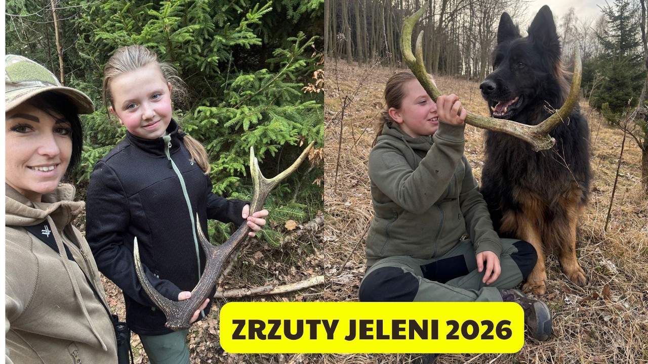 Zrzuty jeleni 2026 #deer #forest #zrzuty2026 #zrzuty #zrzutyjeleni #antlers #antler #zhody #parohar