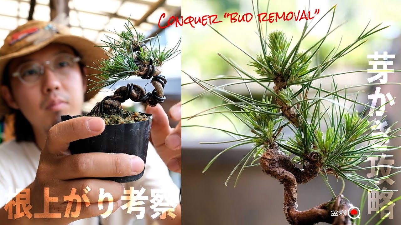 【黒松】芽切り後の芽かきを攻略！根上がりの樹形を考えよう【盆栽Q】