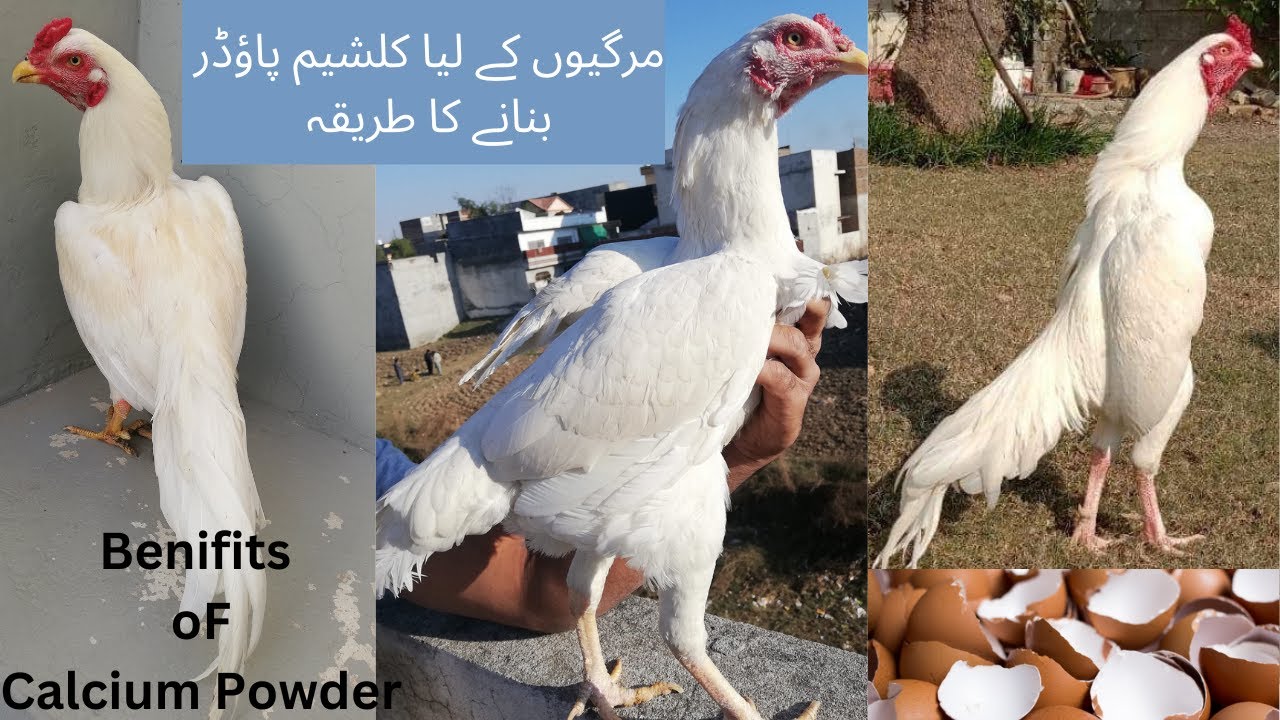 How to make calcium powder for Aseel,Hens,Parrots,Dove,Piegeons | Egg Shell Calcium Powder for birds