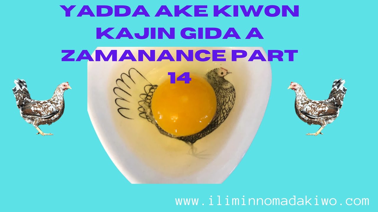 YADDA AKE KIWON KAJIN GIDA A ZAMANCE PART 14 #KAJI#kiwo #