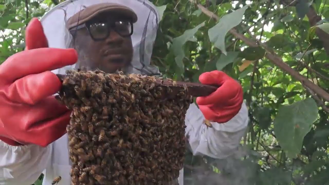 Honey Bee Inspection In Nigeria