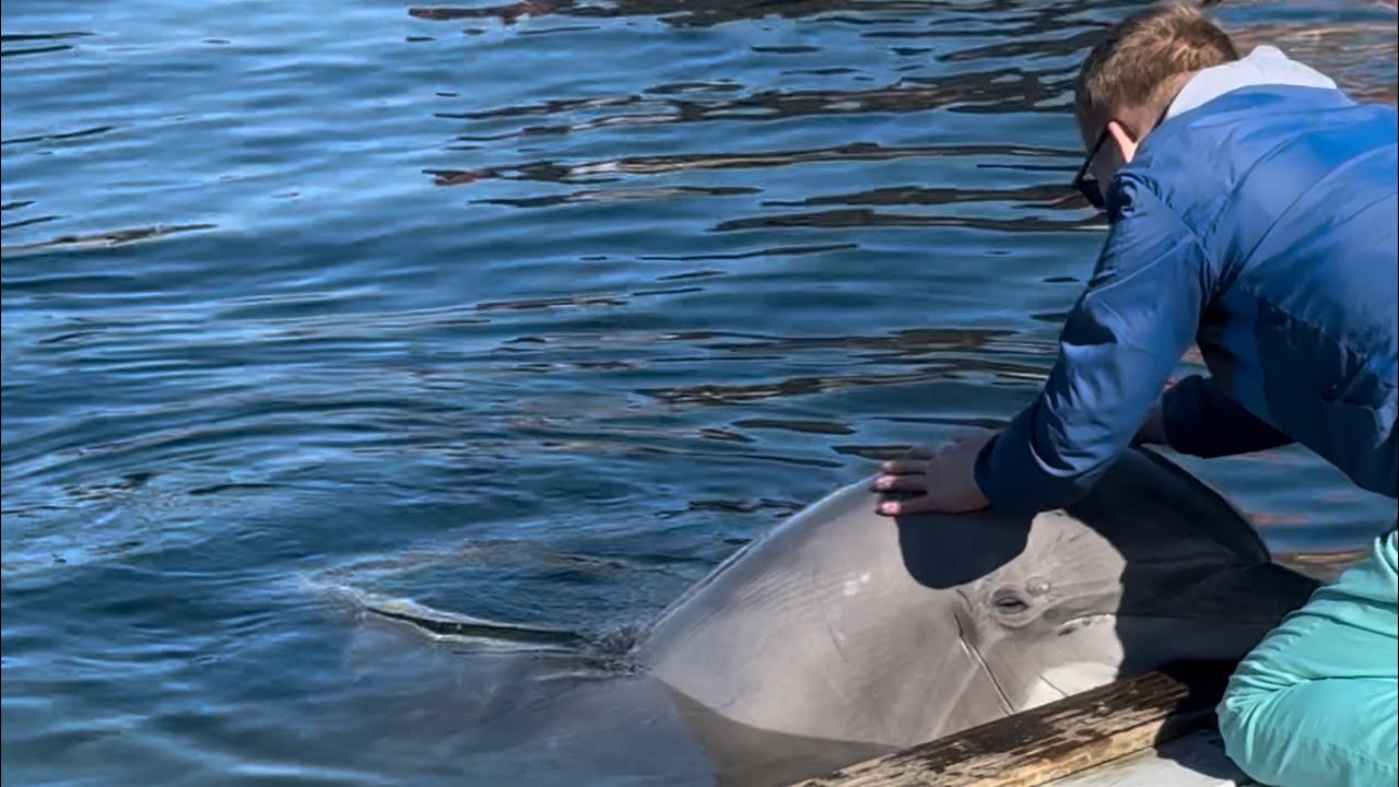 This Feels so nice | Dolphin Encounter with T'salká at Dolfinarium Harderwijk 🐬💖🤗