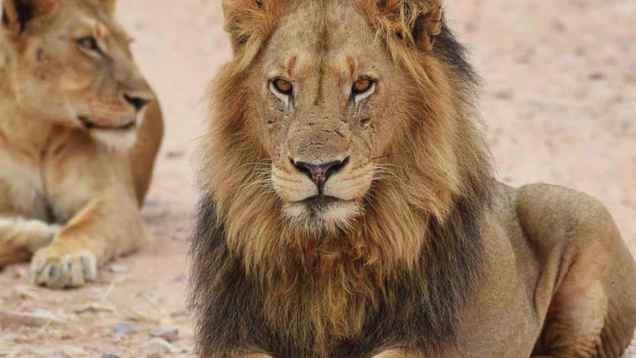 The Fall Of Mo Vurhami And Coalition #krugernationalpark #lion #kruger #gomondwane #shishangeni