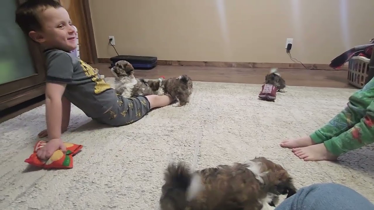 Seasons litter of Teddy Bear puppies- Shichon- Elle & Olaf 