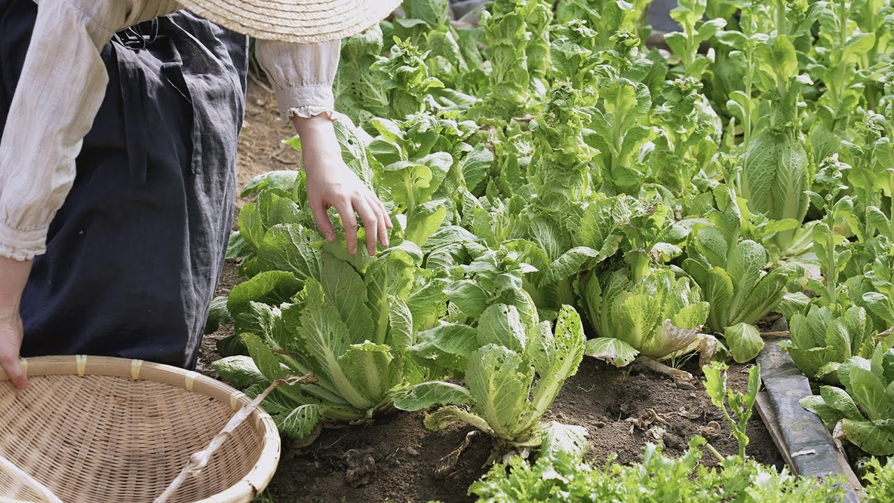 똑똑. 신선한 봄 채소로 나른함 깨우기 🥗