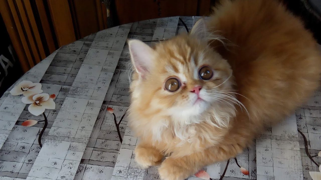 How to Bath your cat 🐈 الطريقة الصحيحة لتحميم القطط الصغيرة لأول مره ف حياتهم 🐱❤️