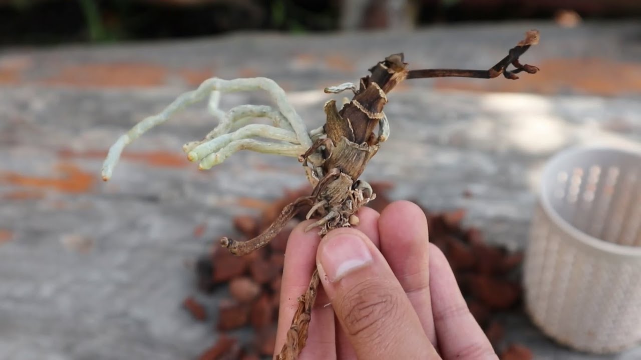 La Corteza de Pino que ACABA con las Orquídeas