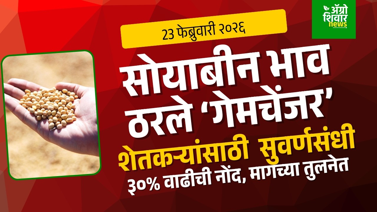 soyabean bhav today | सोयाबीन बाजारात गेमचेंजर आठवडा! शेतकऱ्यांसाठी गोल्डन चान्स?