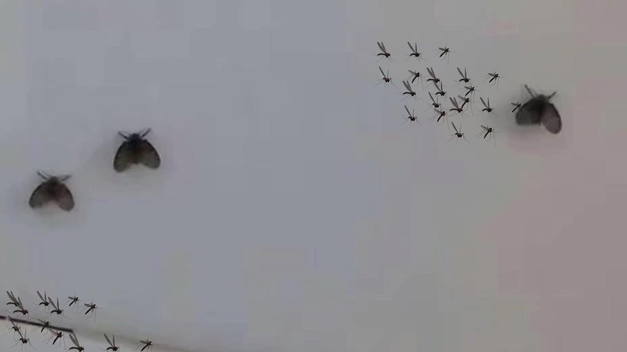 Маленькие летающие насекомые в ванной действительно раздражают, поэтому я научу вас, как полностью