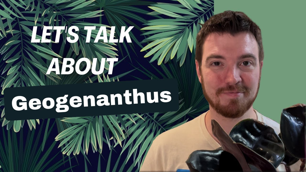 Let's Talk about Geogenanthus