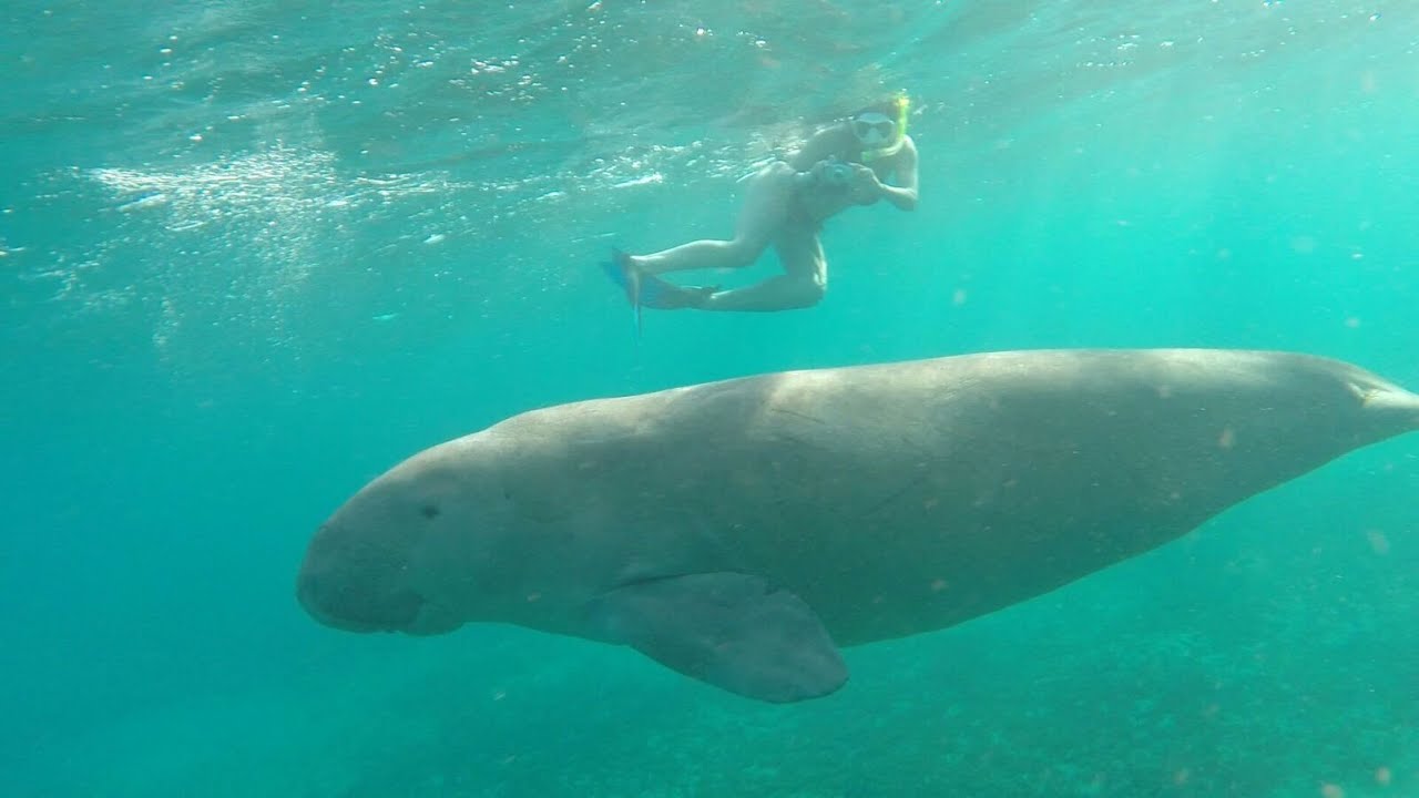 Best snorkeling Marsa Alam (house reefs Wadi El Gemal/Shams Alam, Abu Dabab/Hilton, Berenice/Lahami)