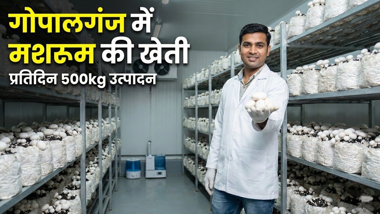 Gopalganj में होती है Mashroom की खेती, 500Kg/Day Production ! 