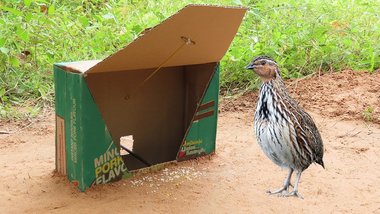 Unbelievable Bird Trap ! Method Unique Quail Bird Trap Using Cardboard Box